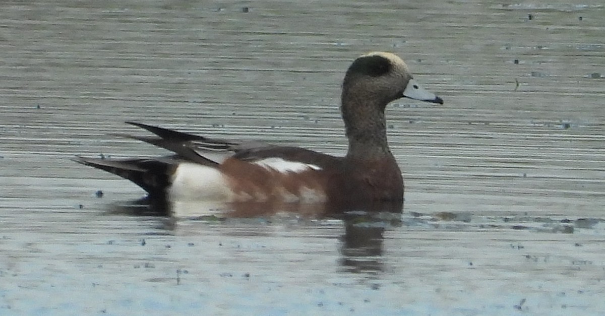 American Wigeon - ML642349864