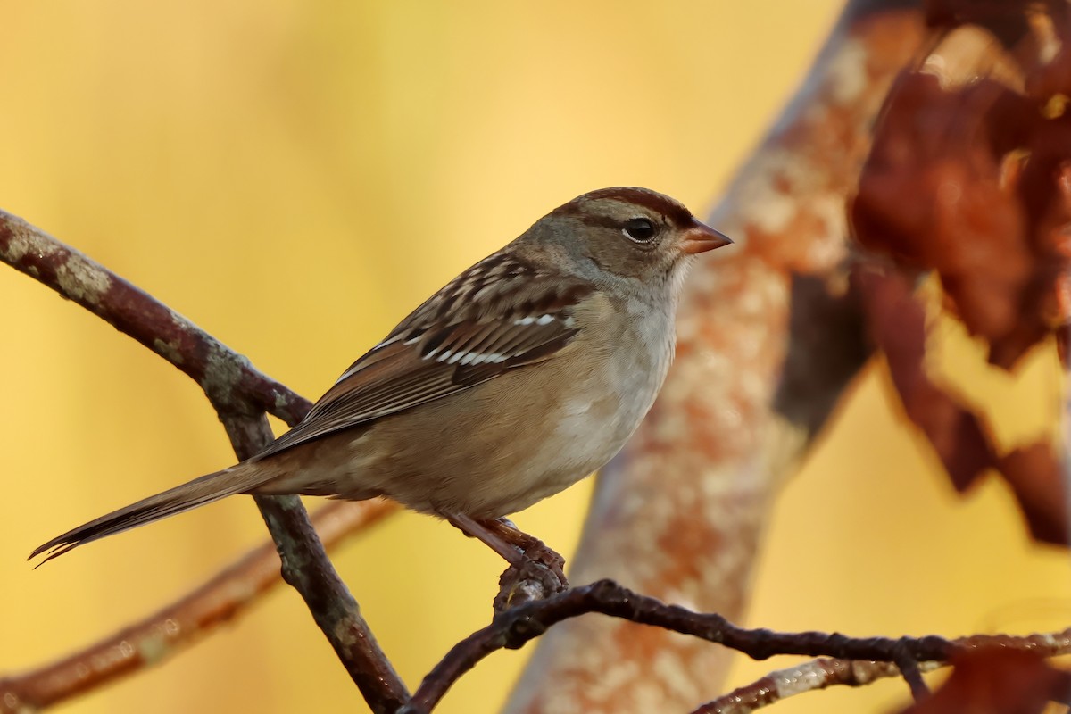 White-crowned Sparrow - ML642349867
