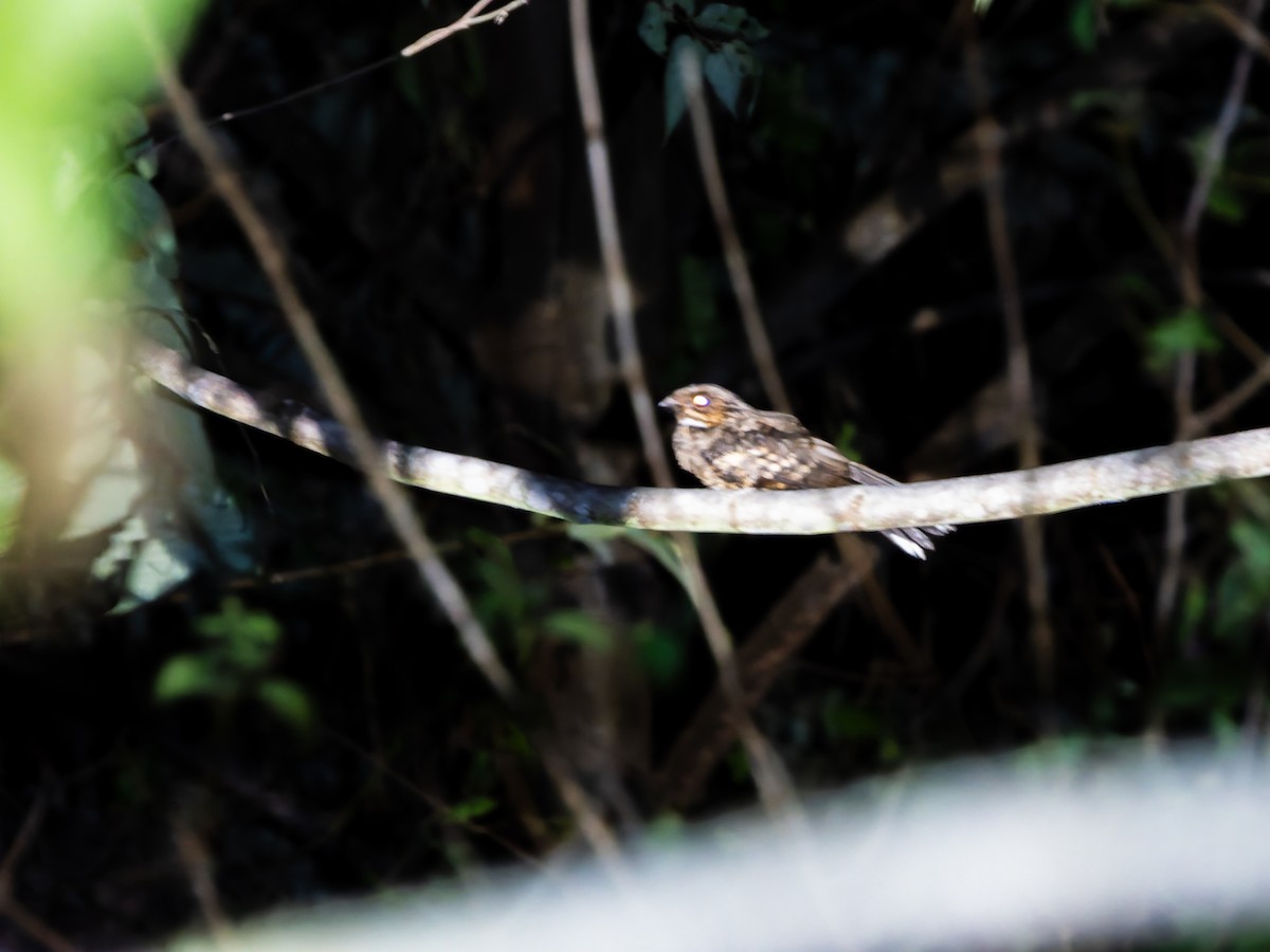 Sulawesi Nightjar - ML642349873