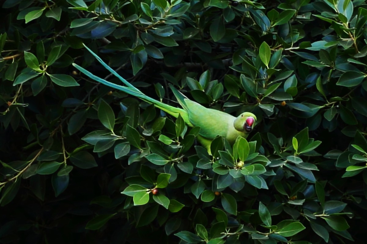 ホンセイインコ - ML642349880