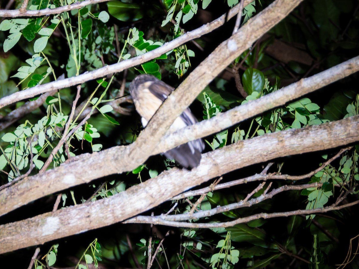 Ochre-bellied Boobook - ML642349893