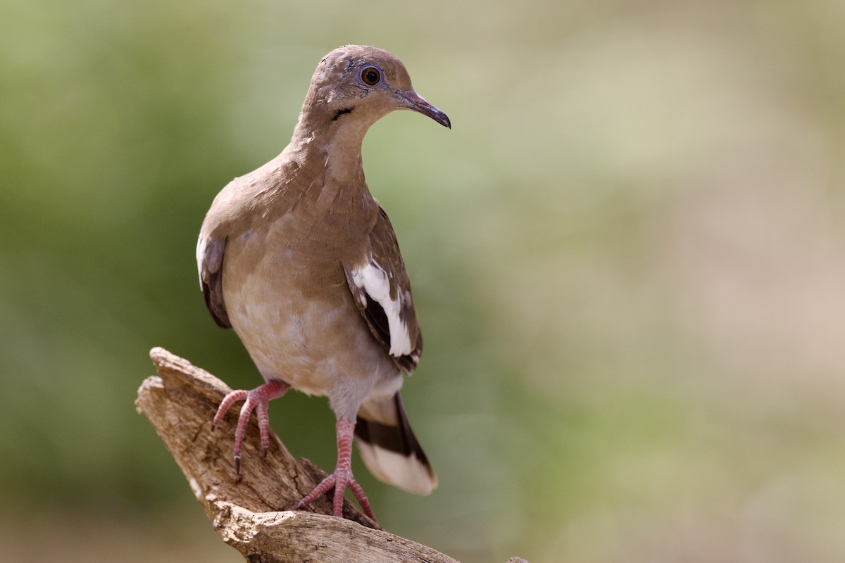 White-winged Dove - ML642349900
