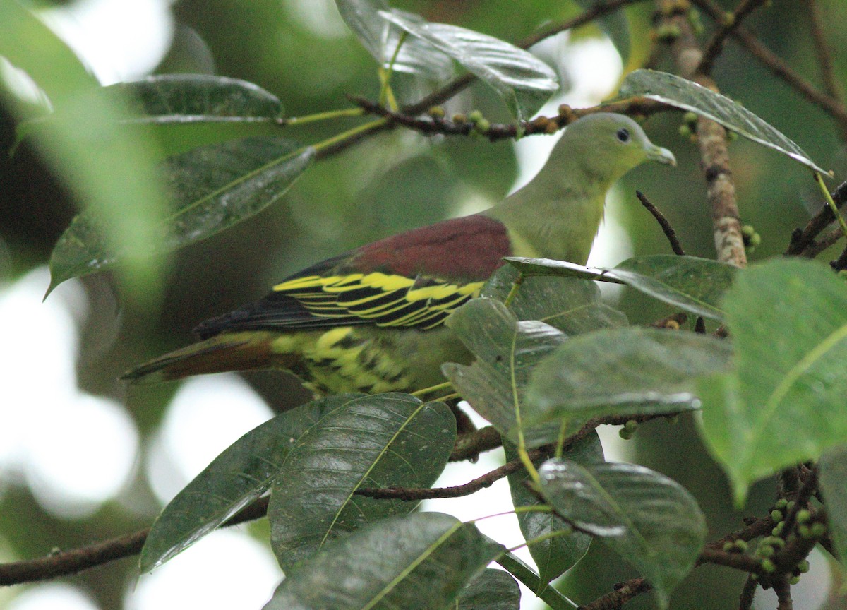 Gray-fronted Green-Pigeon - ML642349908