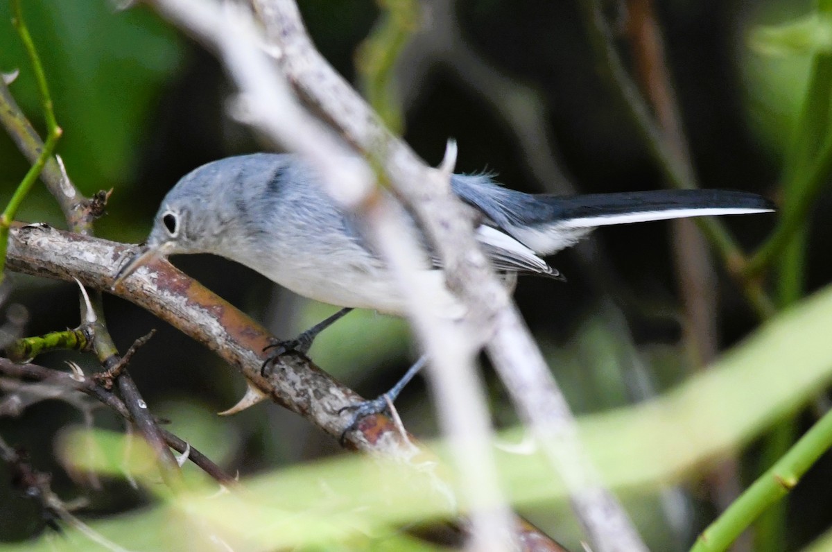 Blue-gray Gnatcatcher - ML642349924