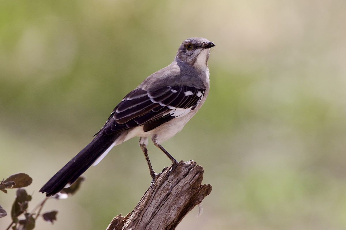 Northern Mockingbird - ML642349934
