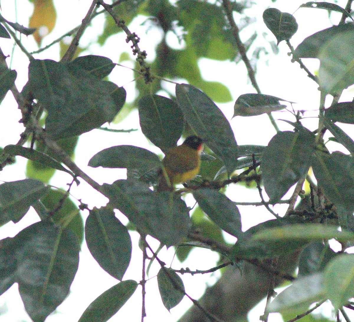 Bulbul à gorge rubis - ML642349938