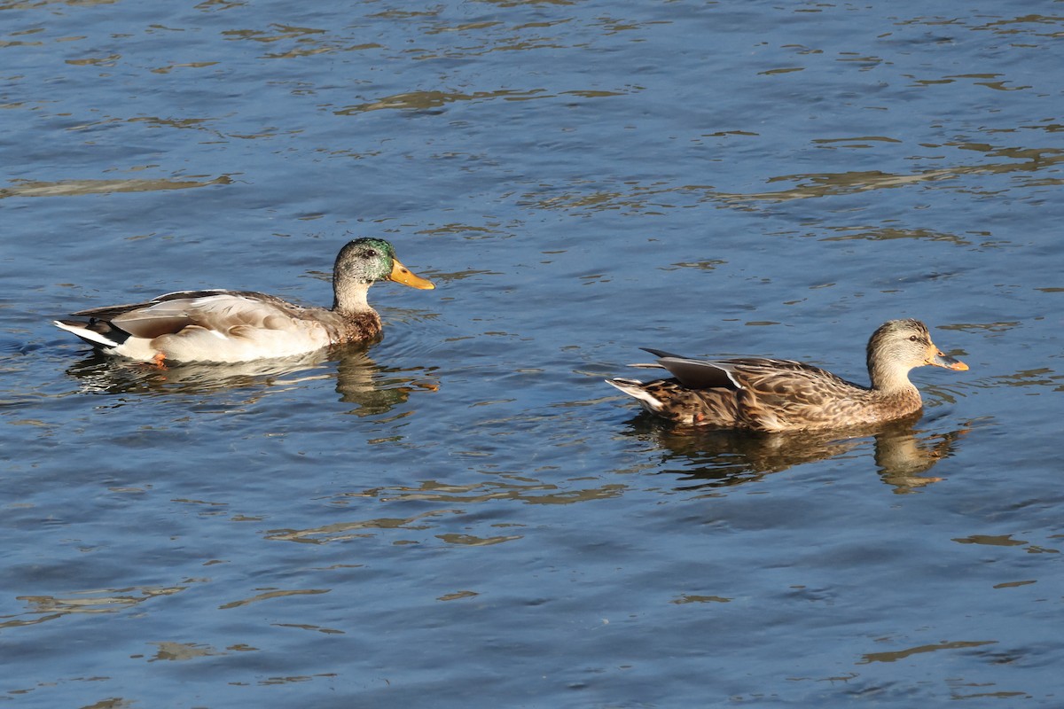 Mallard - ML642349947