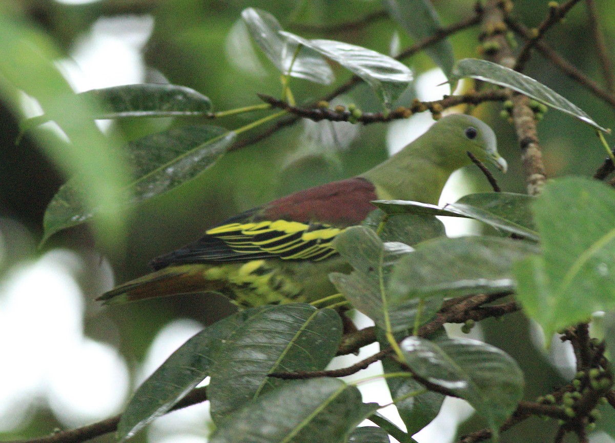 Gray-fronted Green-Pigeon - ML642349953