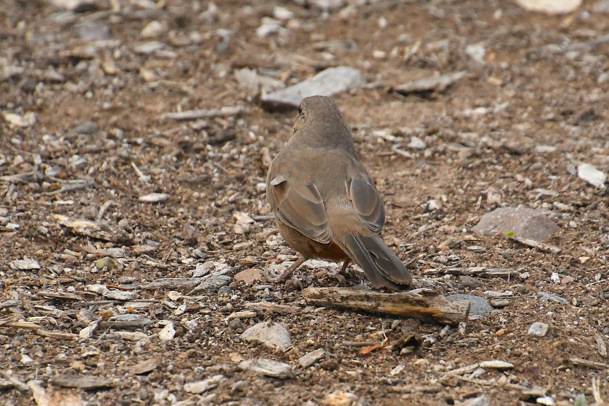 Abert's Towhee - ML642349962
