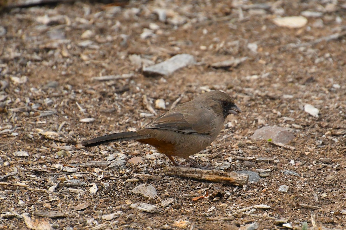 Abert's Towhee - ML642349965