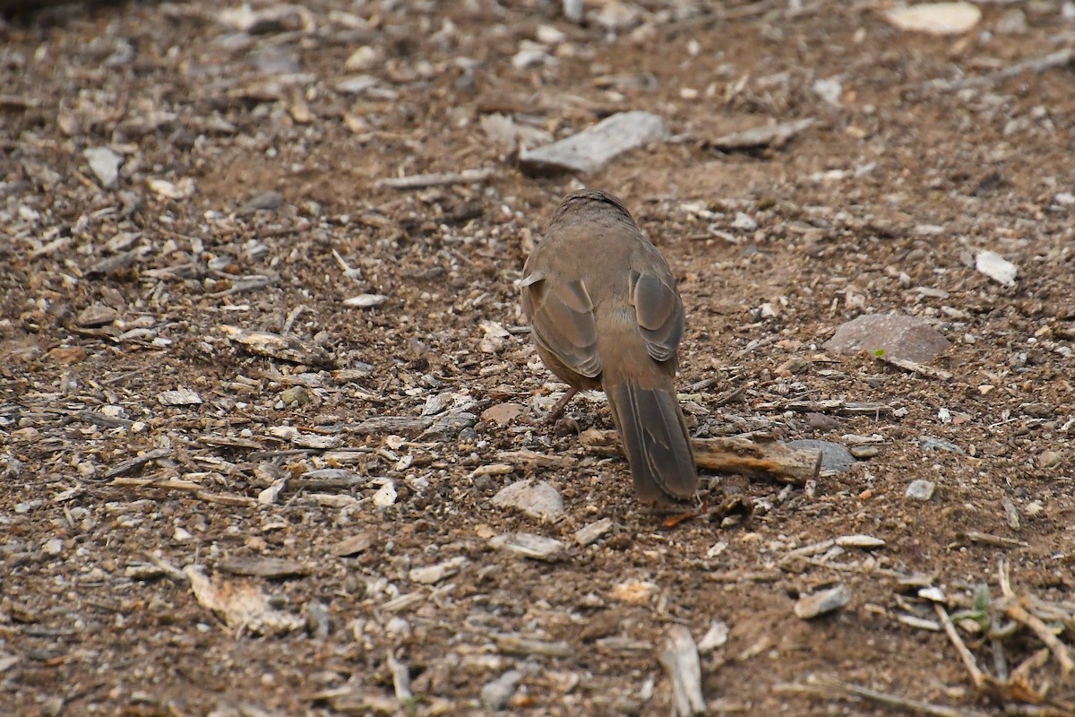 Abert's Towhee - ML642350001