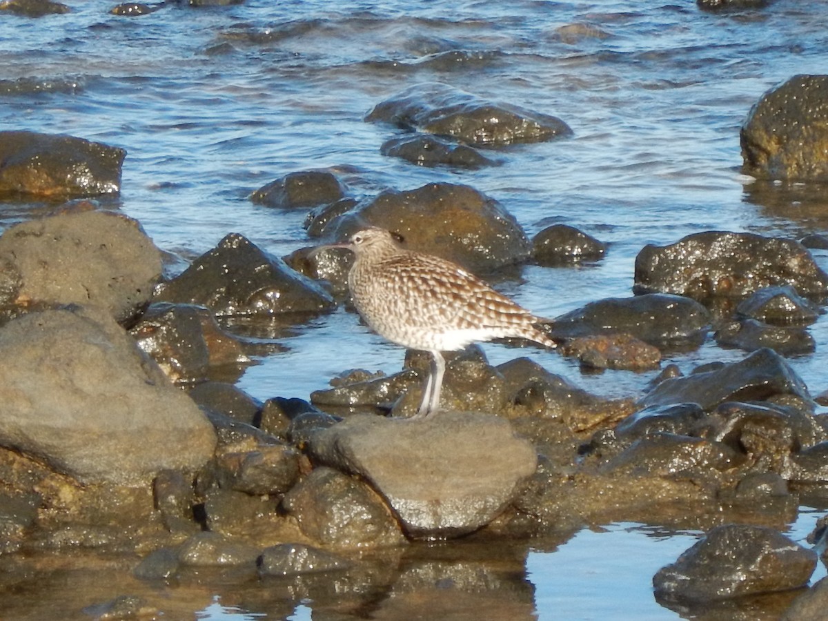 Whimbrel - ML642350020