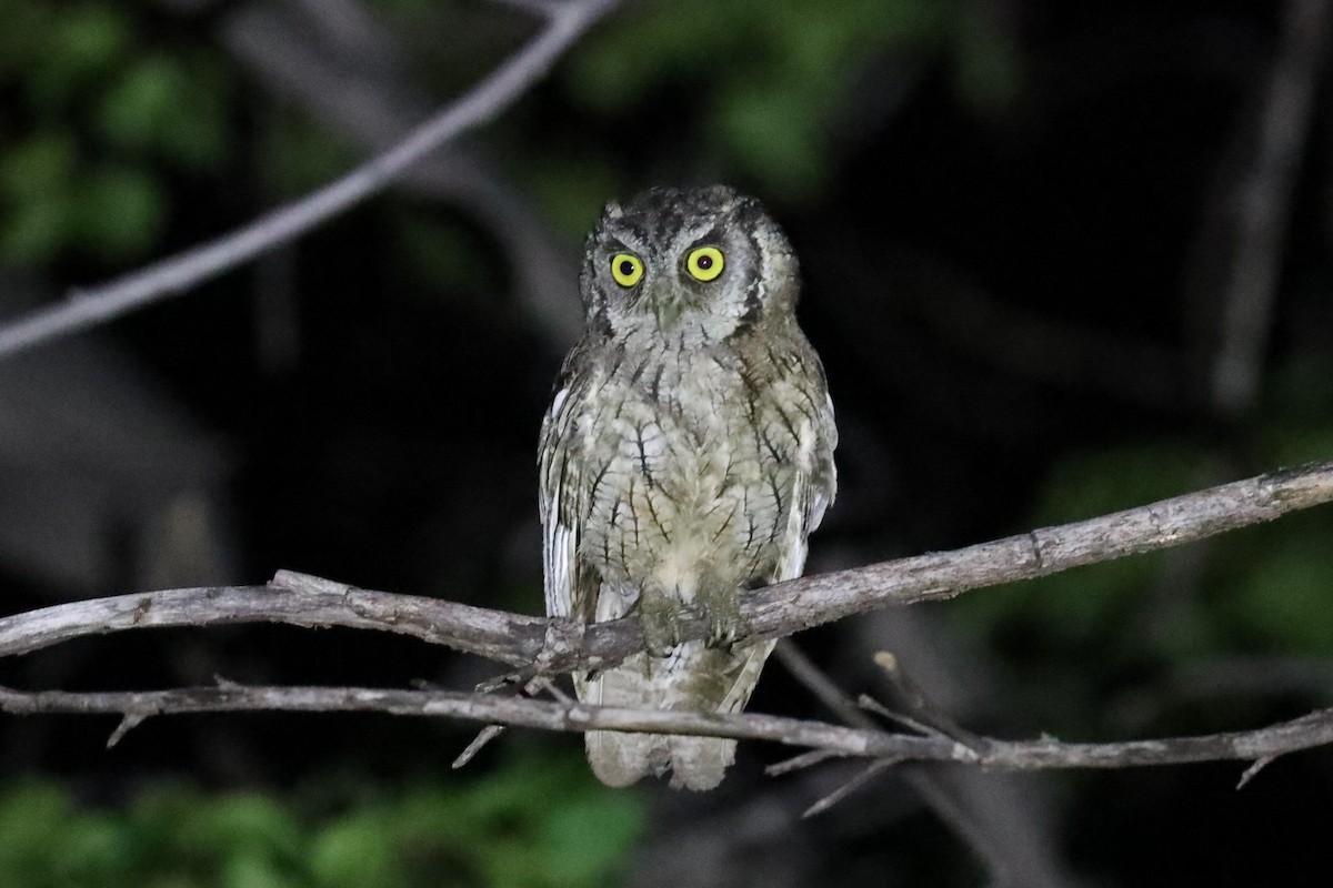 Tropical Screech-Owl - ML642350054