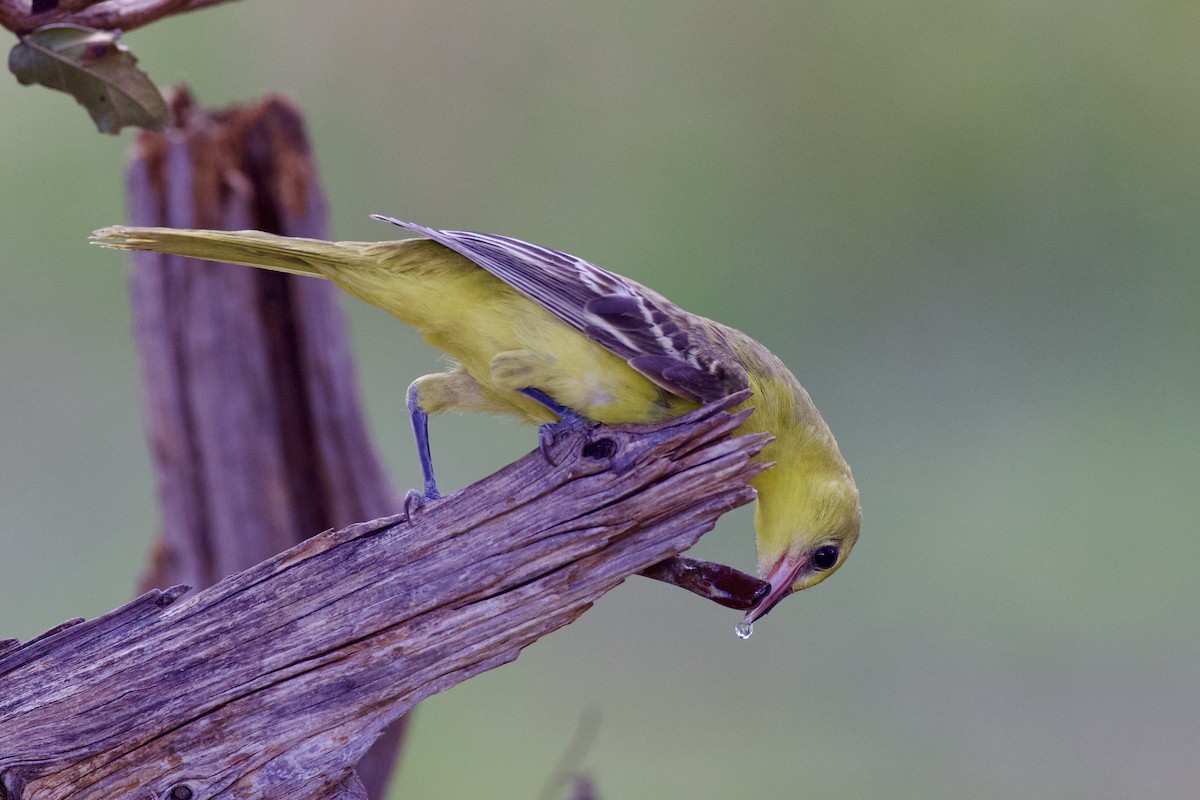 Orchard Oriole - ML642350075