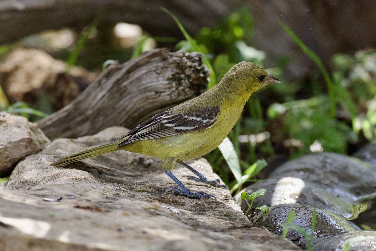 Orchard Oriole - ML642350077