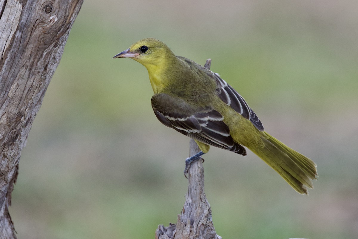 Orchard Oriole - ML642350079