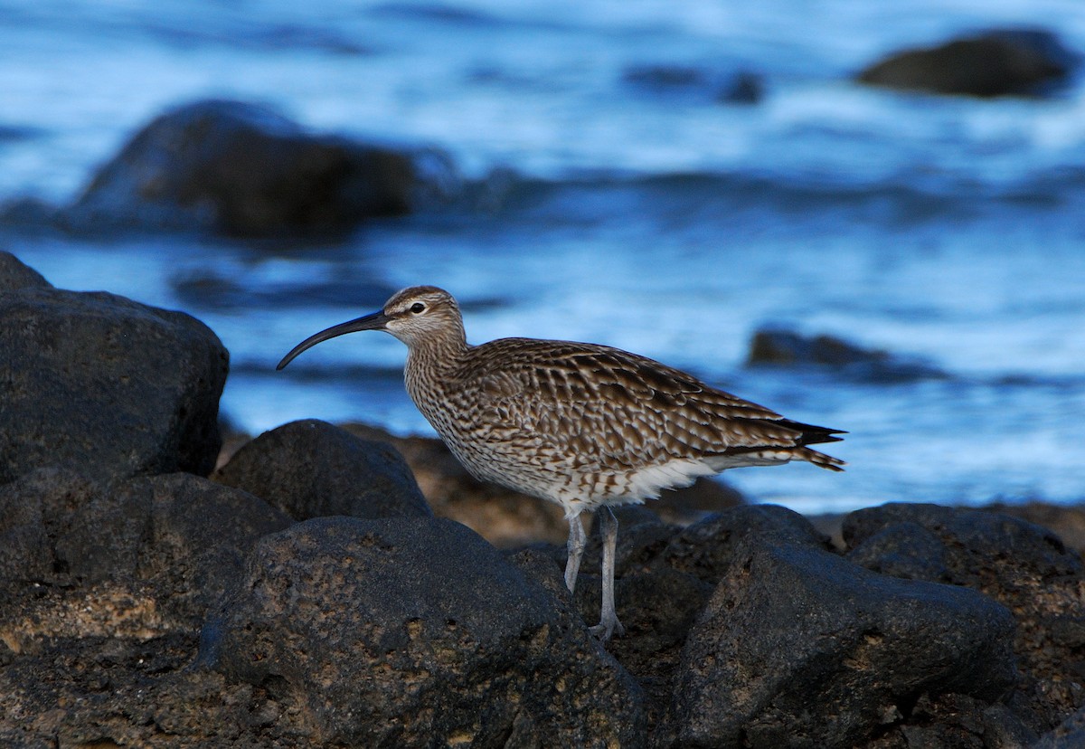 Whimbrel - ML642350097
