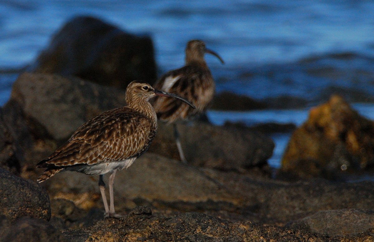 Whimbrel - ML642350098