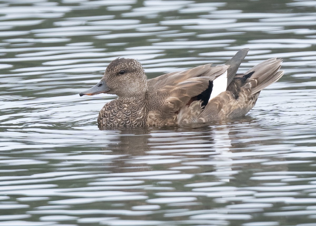 Canard chipeau - ML642350122