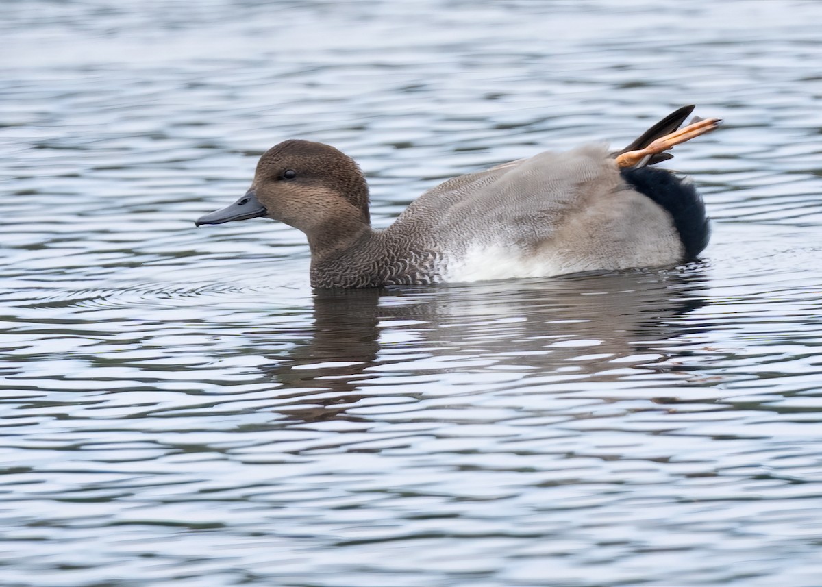 Canard chipeau - ML642350123