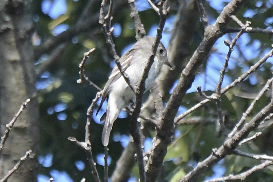 tyranovec východní - ML642350124