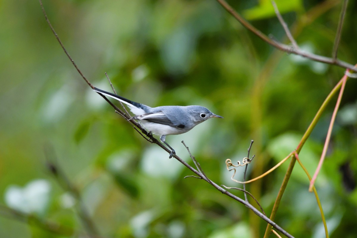 Blue-gray Gnatcatcher - ML642350134
