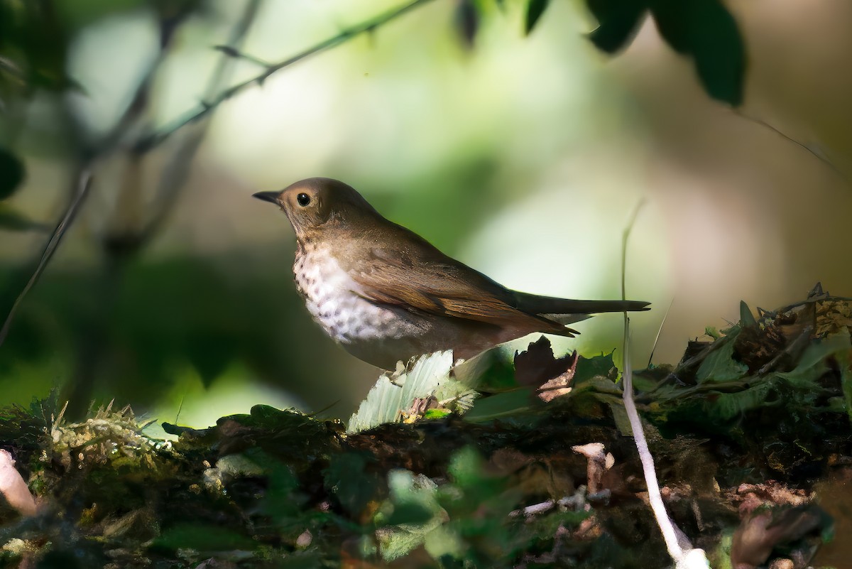Swainson's Thrush - ML642350166