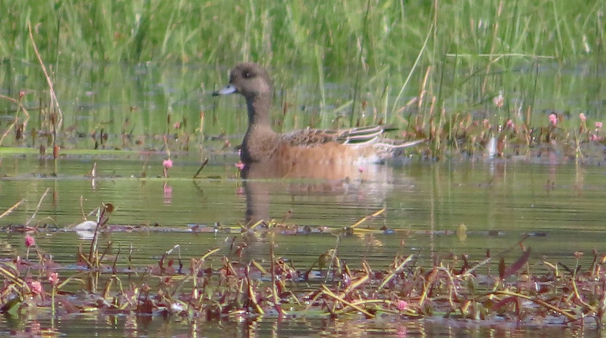American Wigeon - ML642350170
