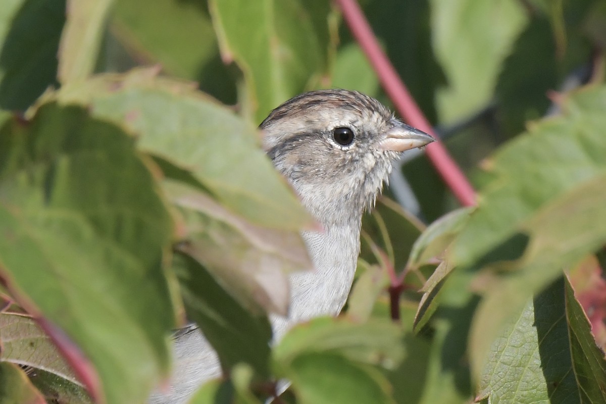 strnádka vrabcovitá - ML642350194