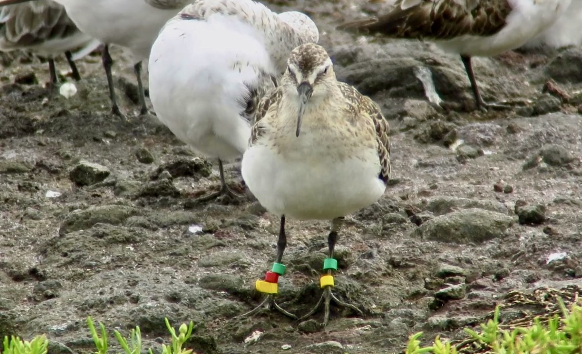 Хадуур элсэг - ML642350206