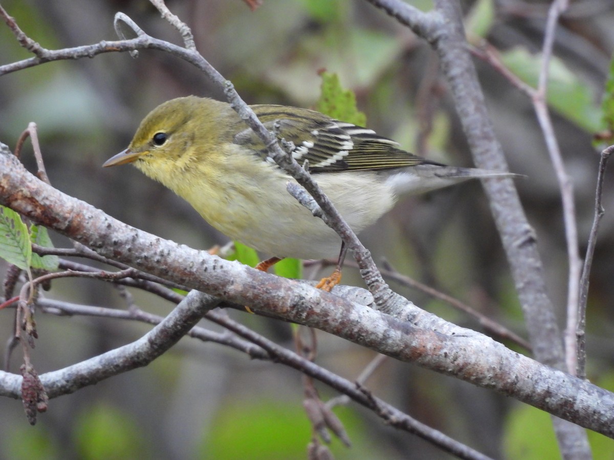 Blackpoll Warbler - ML642350220