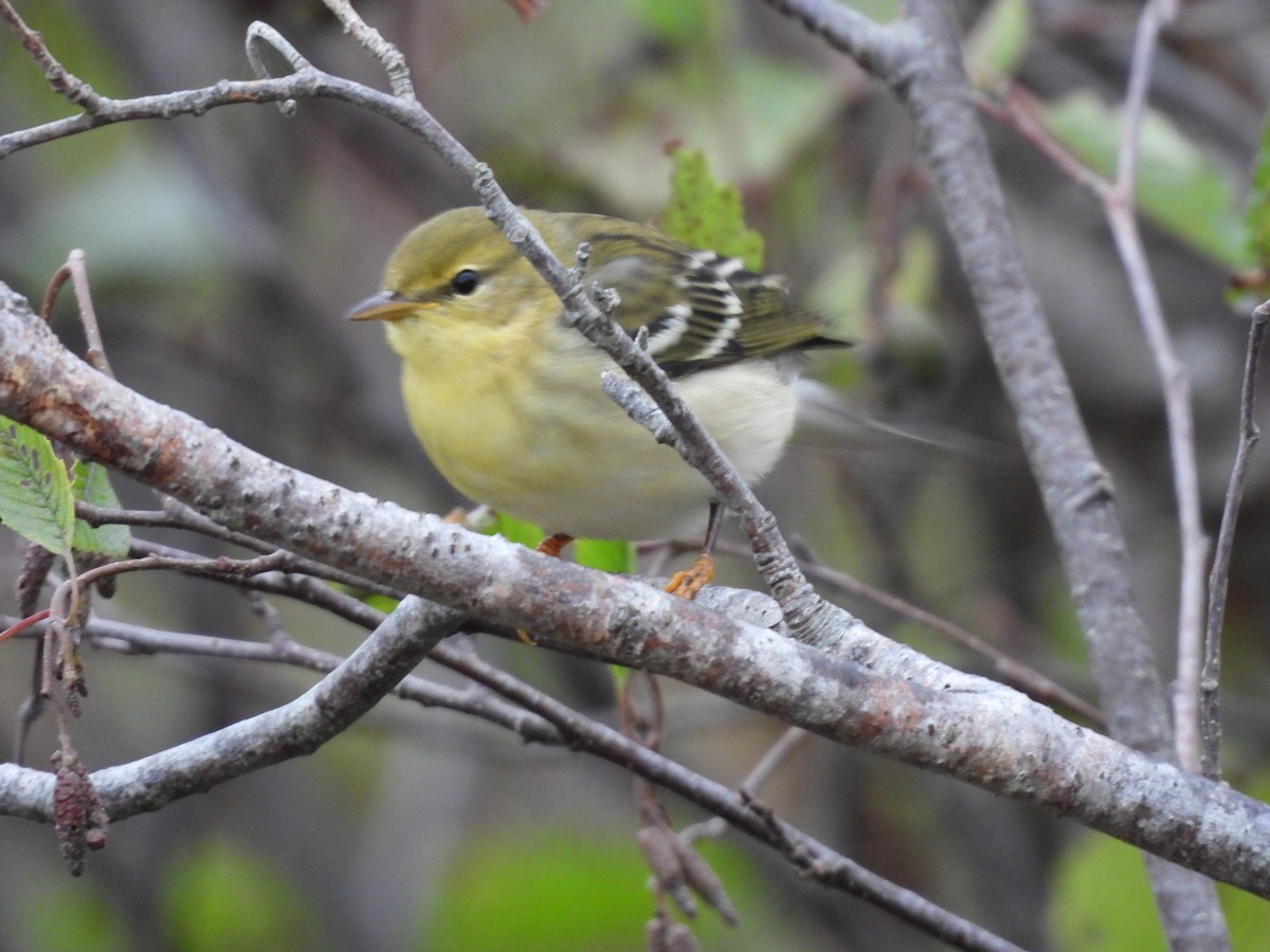 Blackpoll Warbler - ML642350222