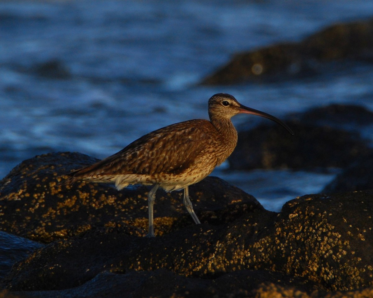 Whimbrel - ML642350225
