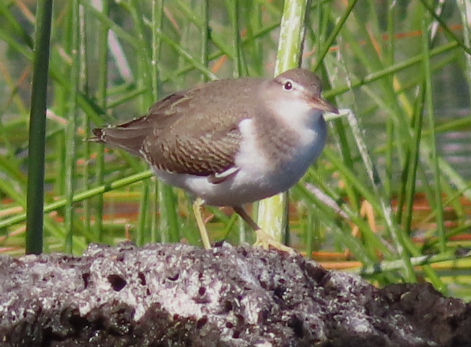 Spotted Sandpiper - ML642350258