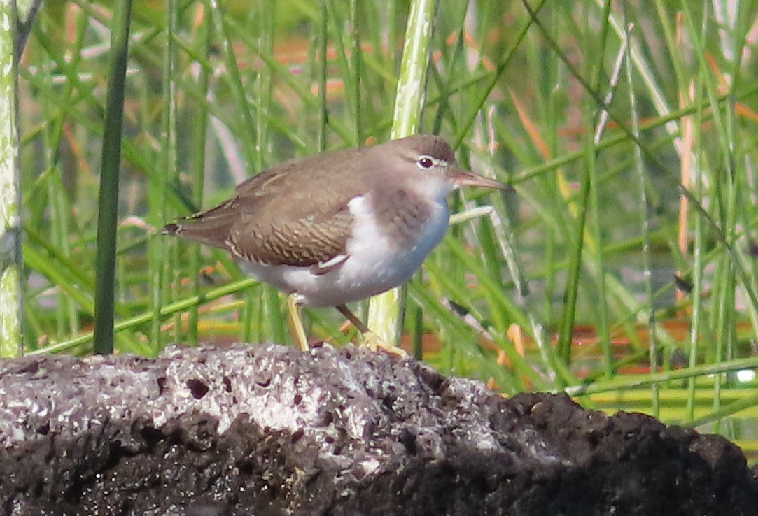 Spotted Sandpiper - ML642350259
