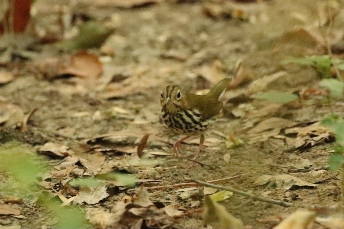Paruline couronnée - ML642350260