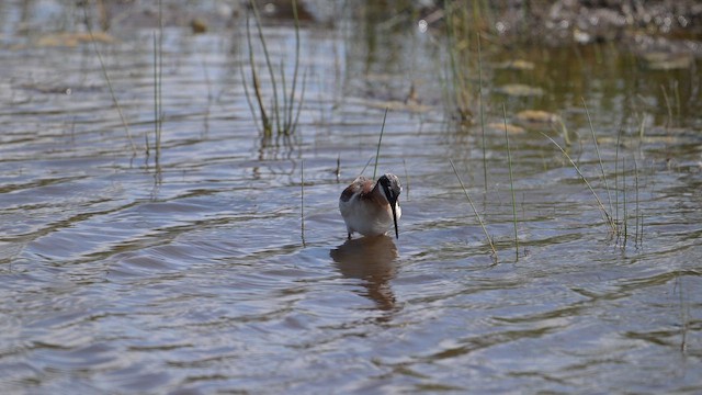 Wilson's Phalarope - ML642350288