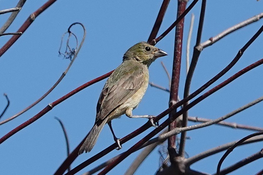 Painted Bunting - ML642350291