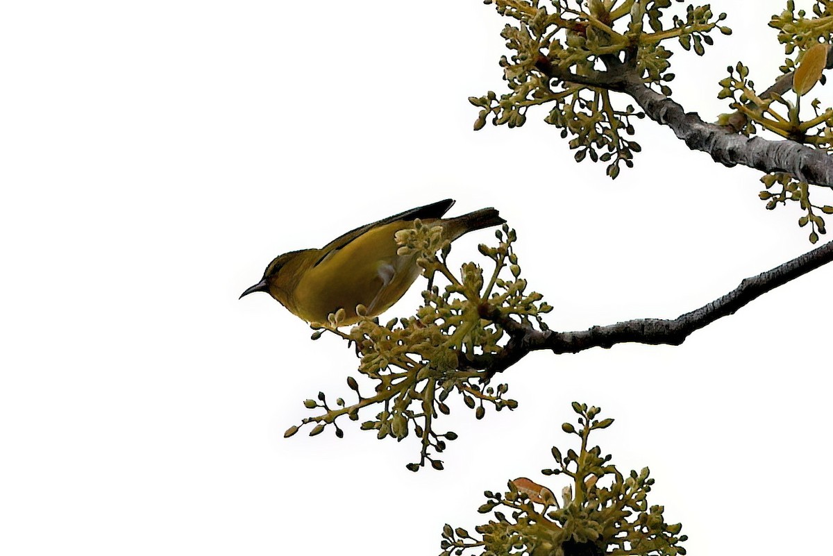 Amakihi d'Oahu - ML642350296
