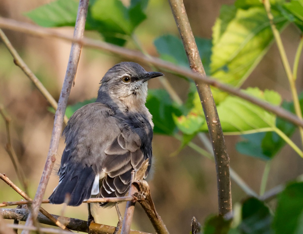 Northern Mockingbird - ML642350297