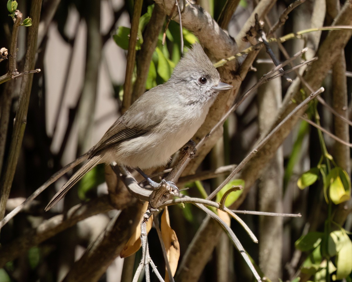 Mésange unicolore - ML642350327