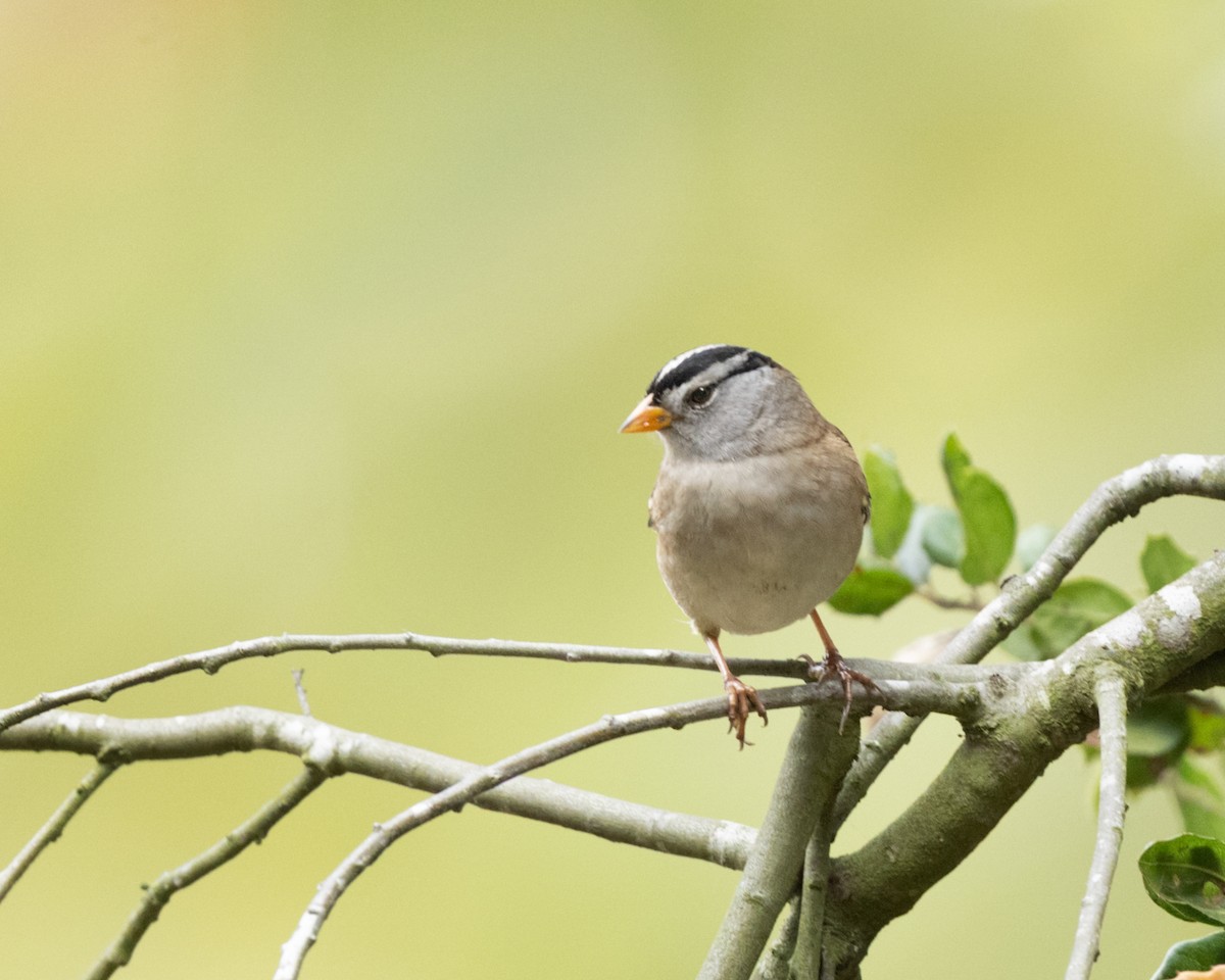 Bruant à couronne blanche - ML642350374