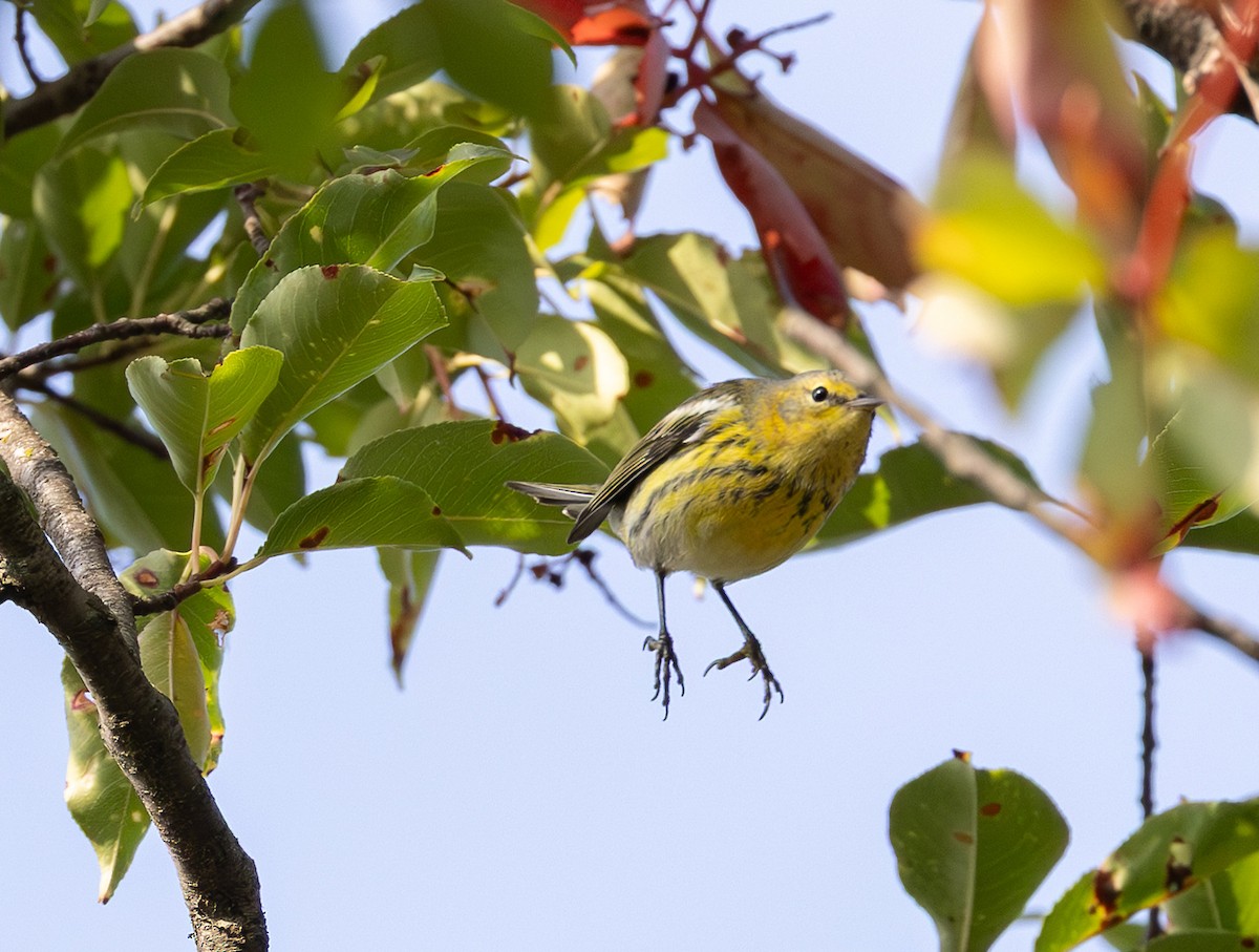 Cape May Warbler - ML642350387