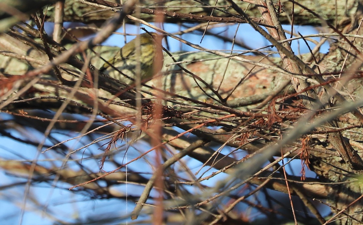 Cape May Warbler - ML642350395