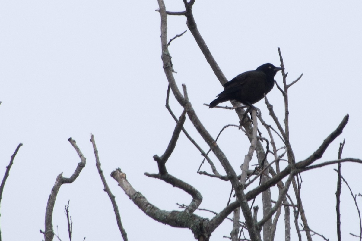 Common Grackle - ML642350399