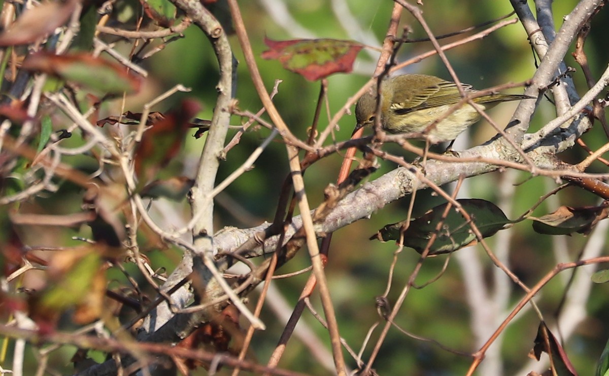 Cape May Warbler - ML642350401