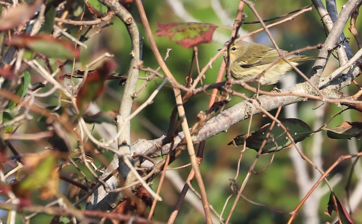 Cape May Warbler - ML642350404