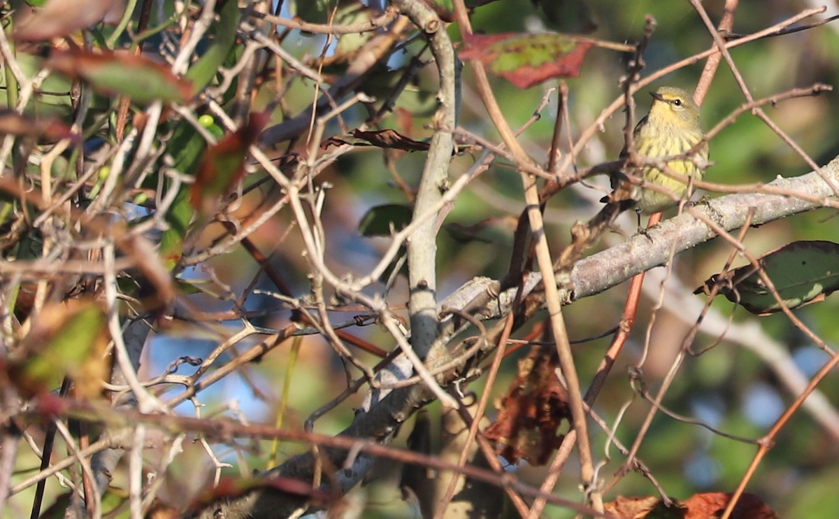 Cape May Warbler - ML642350408