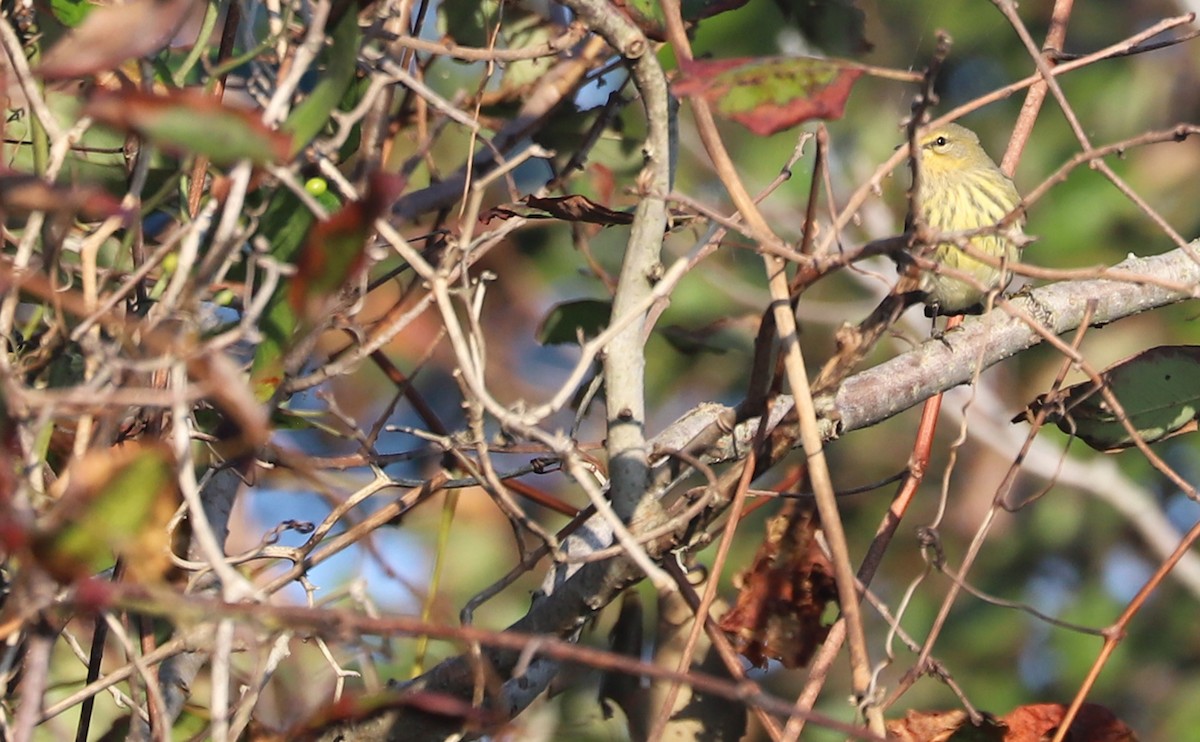 Cape May Warbler - ML642350413