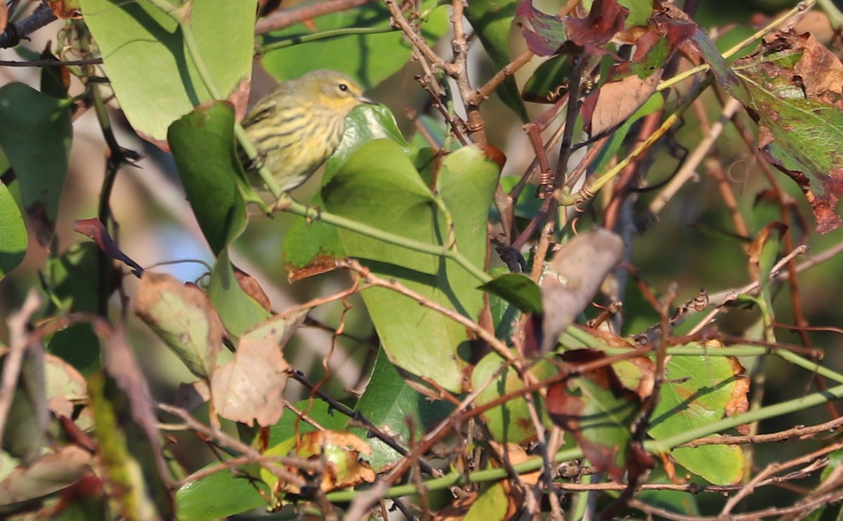 Cape May Warbler - ML642350414